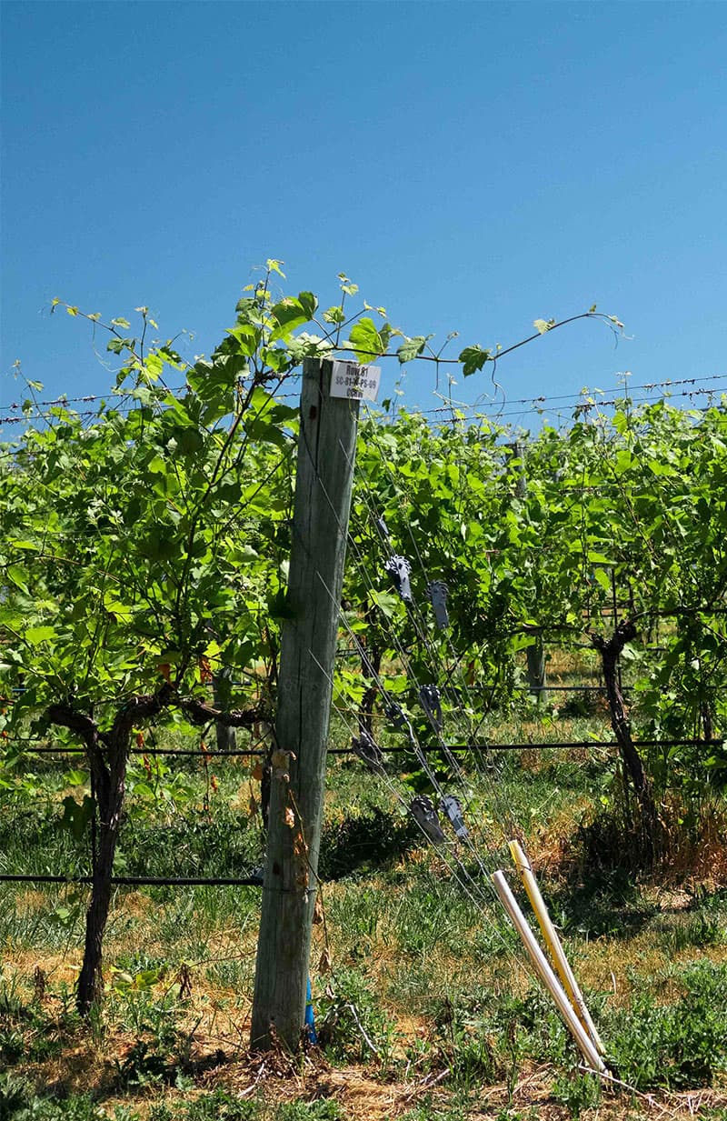 Sommer Saisonale Leichtigkeit Pfalz